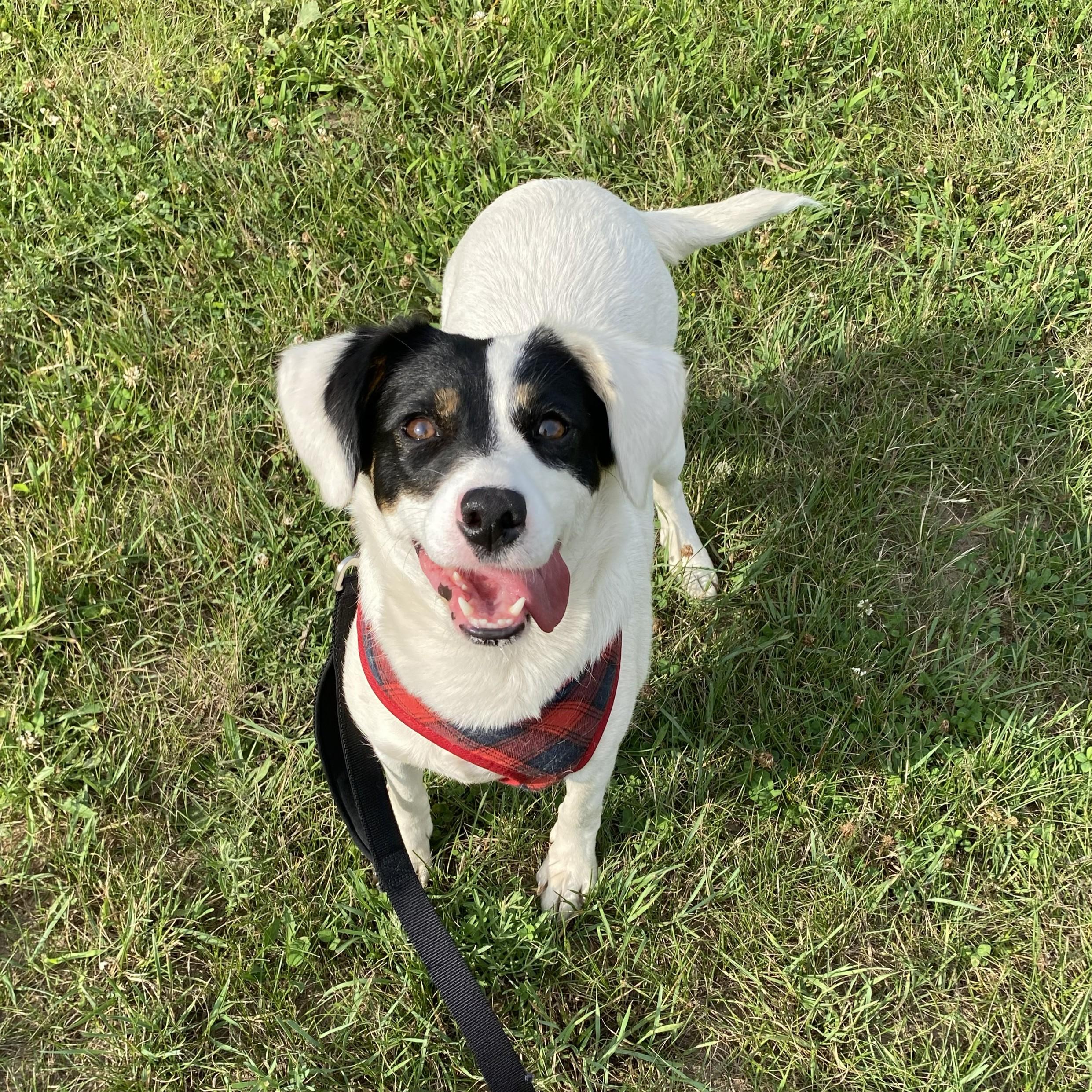Magenta, an adopted Mixed Breed in Allegan, MI image 3/6