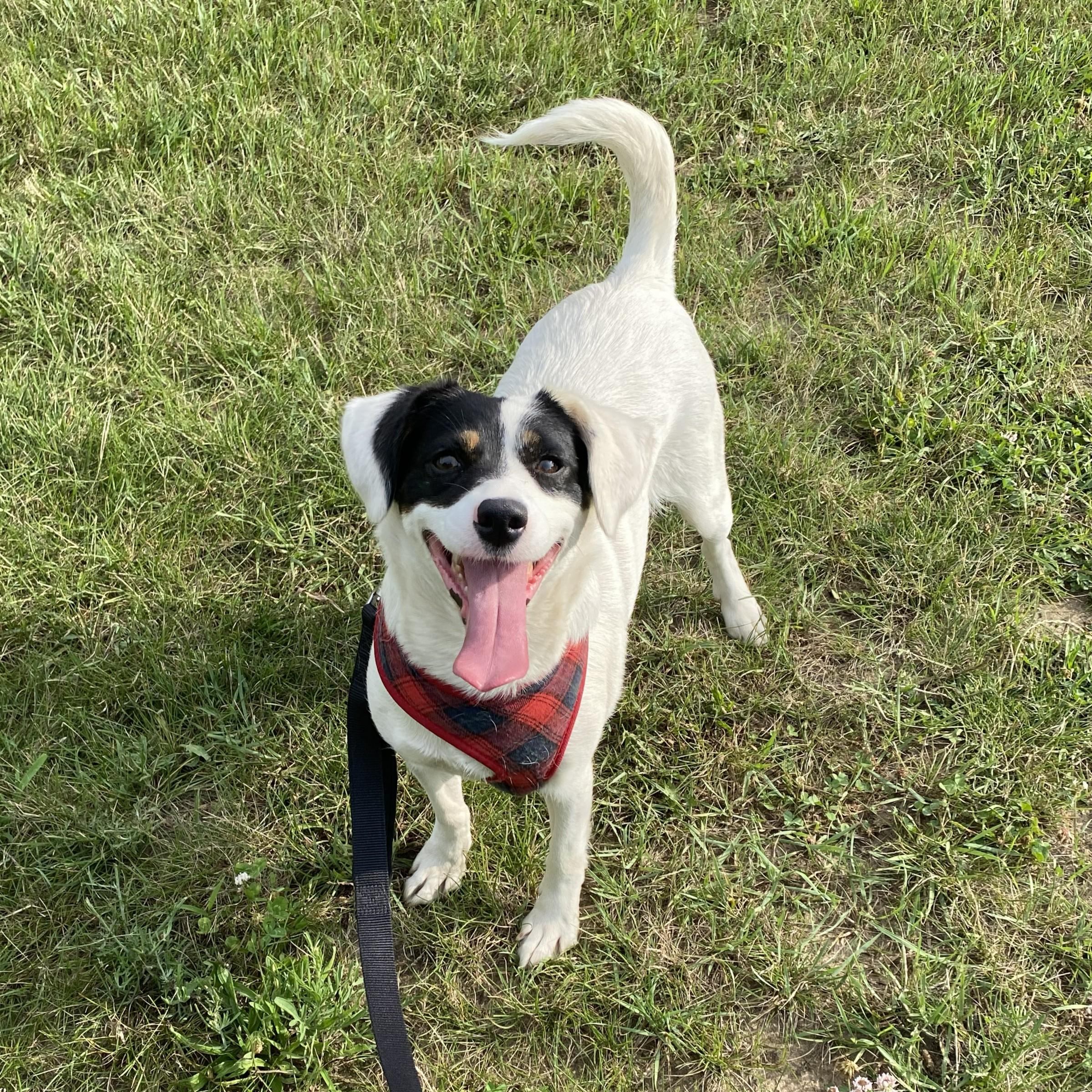 Magenta, an adopted Mixed Breed in Allegan, MI image 2/6