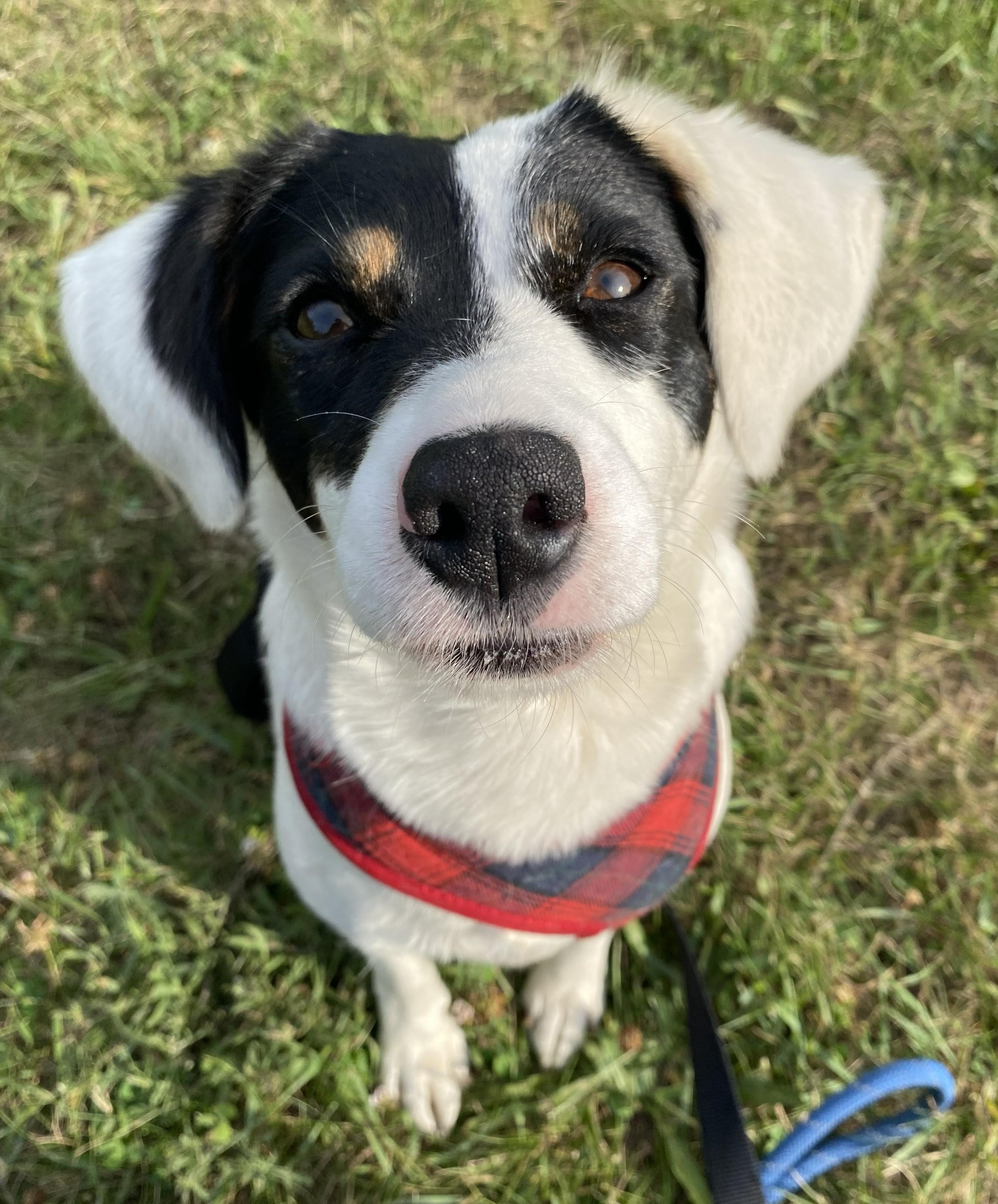 Magenta, an adopted Mixed Breed in Allegan, MI image 5/6