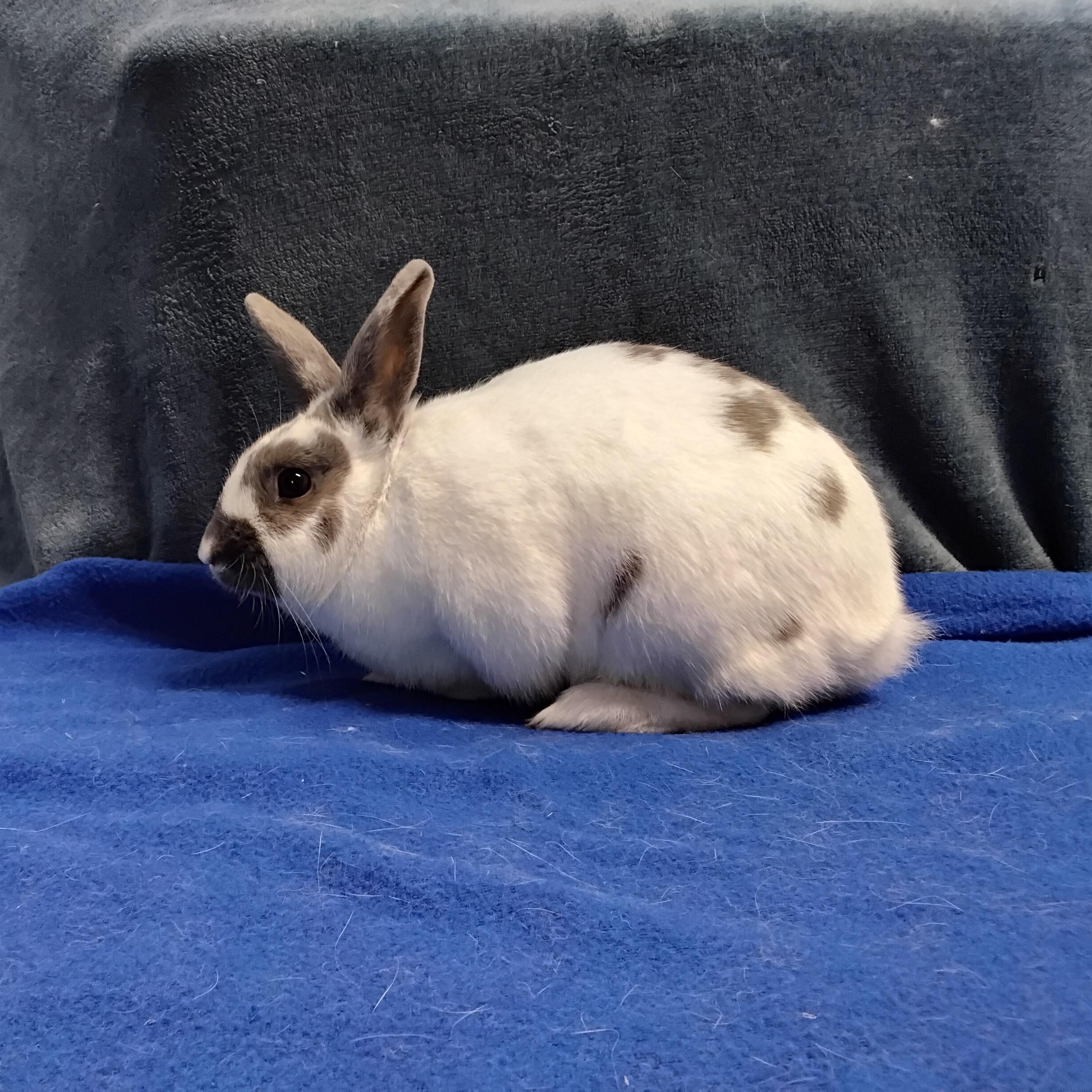 Enlarge Zepplin, a Adopted mixed breed in Erie, PA image 3/4