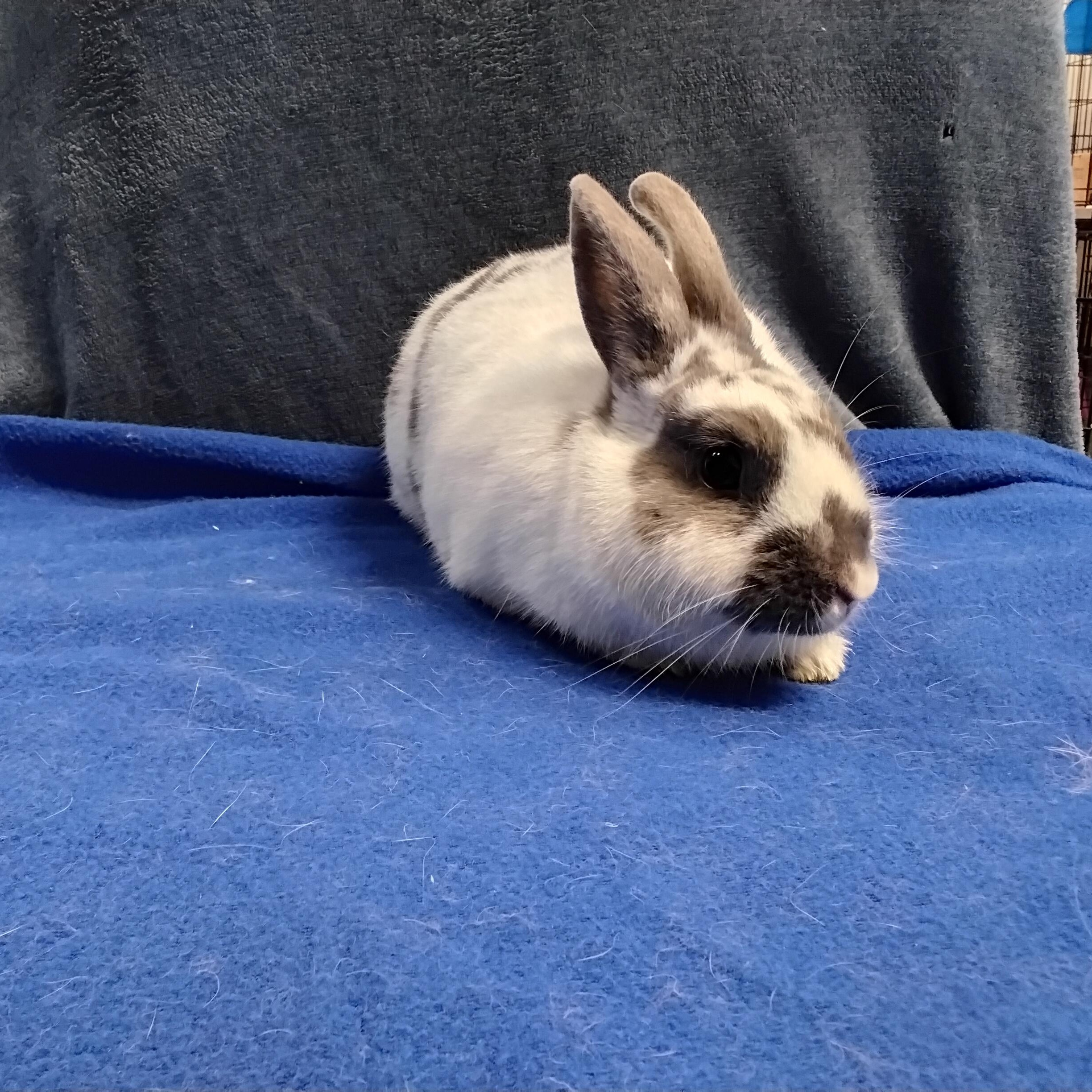 Enlarge Zepplin, a Adopted mixed breed in Erie, PA image 4/4