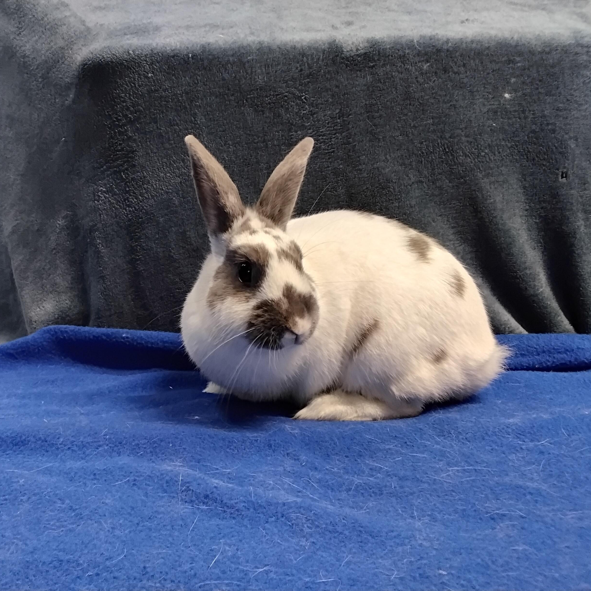 Enlarge Zepplin, a Adopted mixed breed in Erie, PA image 1/4