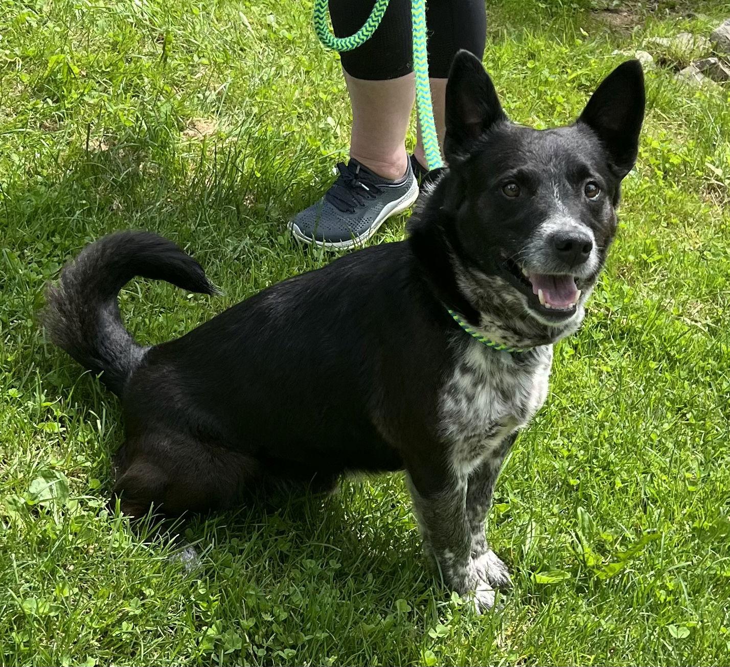 Mikey, Adoptable, Adult Male Mixed Breed.