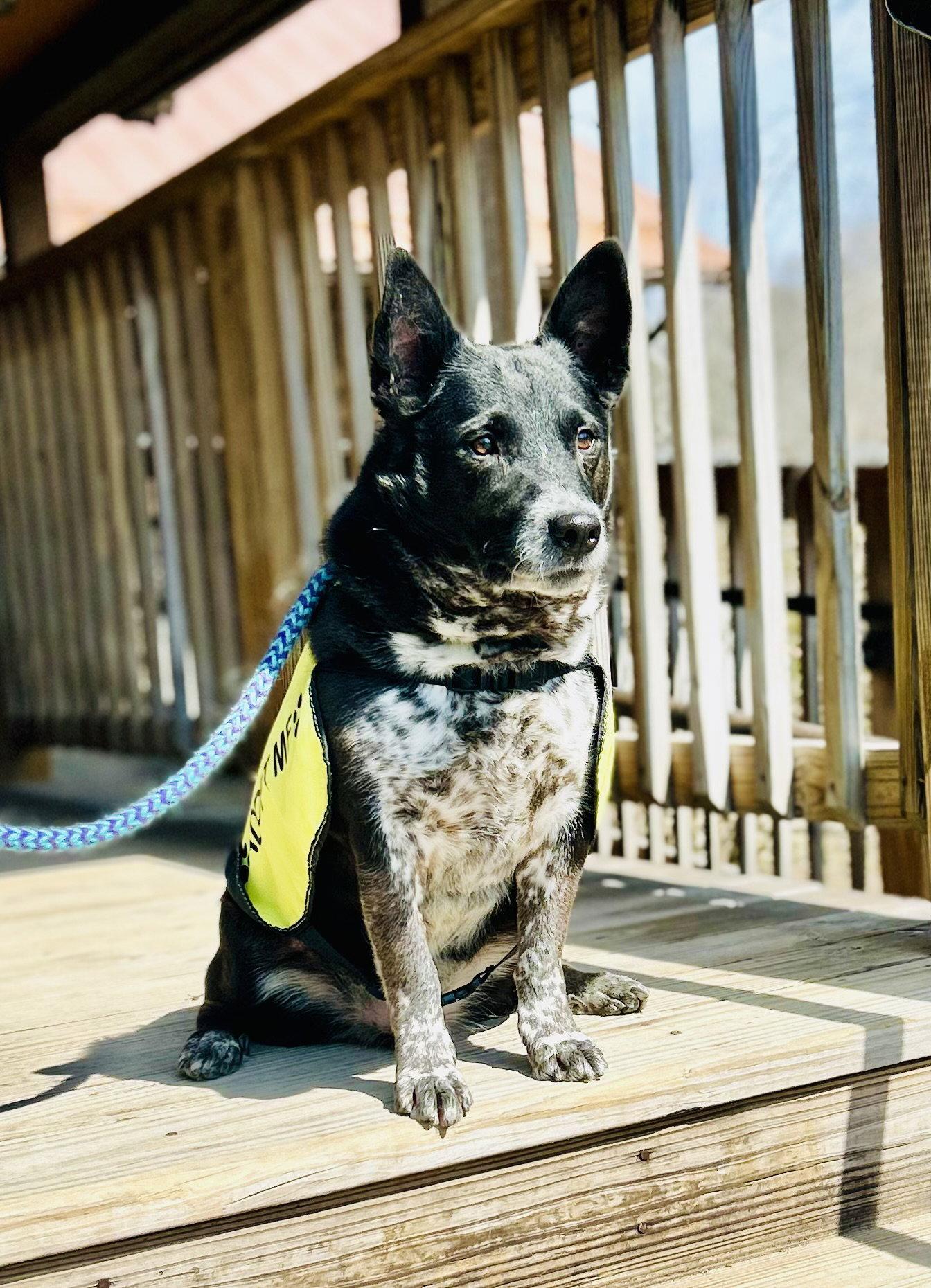 Mikey, Adoptable, Adult Male Mixed Breed.