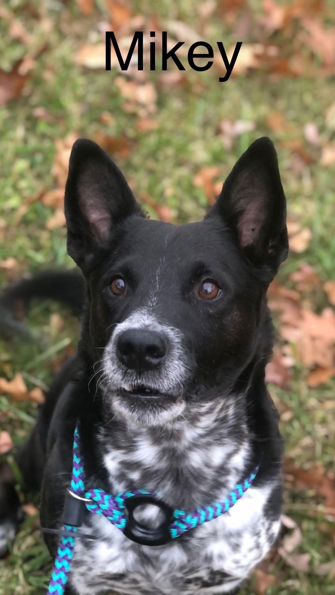 Enlarge Mikey, a Adoptable Mixed Breed in Elkins, WV image 1/3
