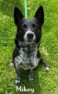 Mikey, a Adoptable Mixed Breed in Elkins, WV image 2/3