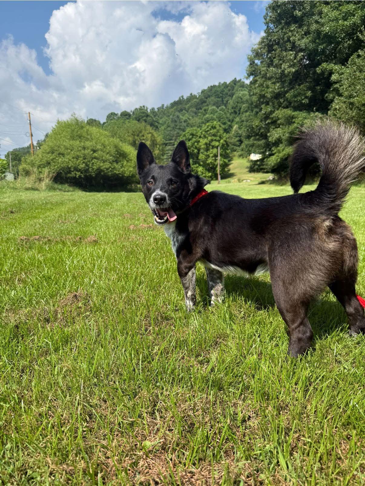 Mikey, a Adoptable Mixed Breed in Elkins, WV image 3/3
