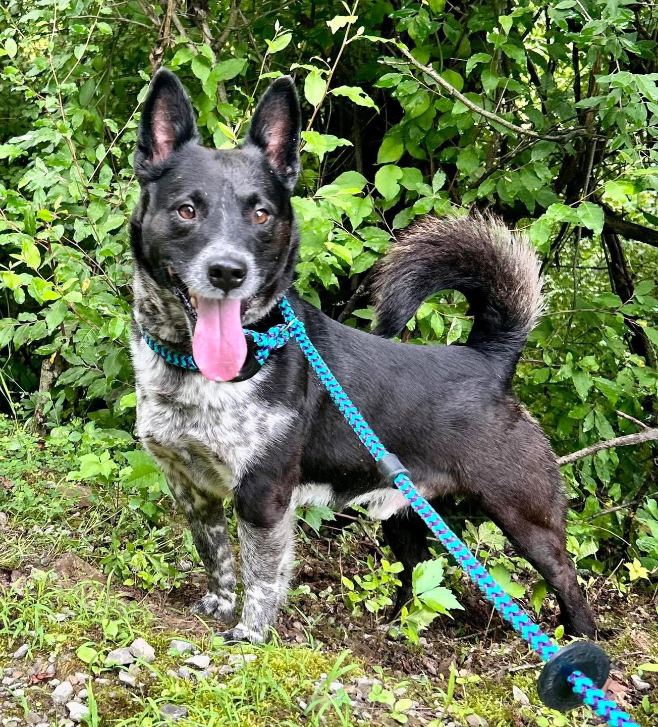 Enlarge Mikey, a Adoptable Mixed Breed in Elkins, WV image 3/3