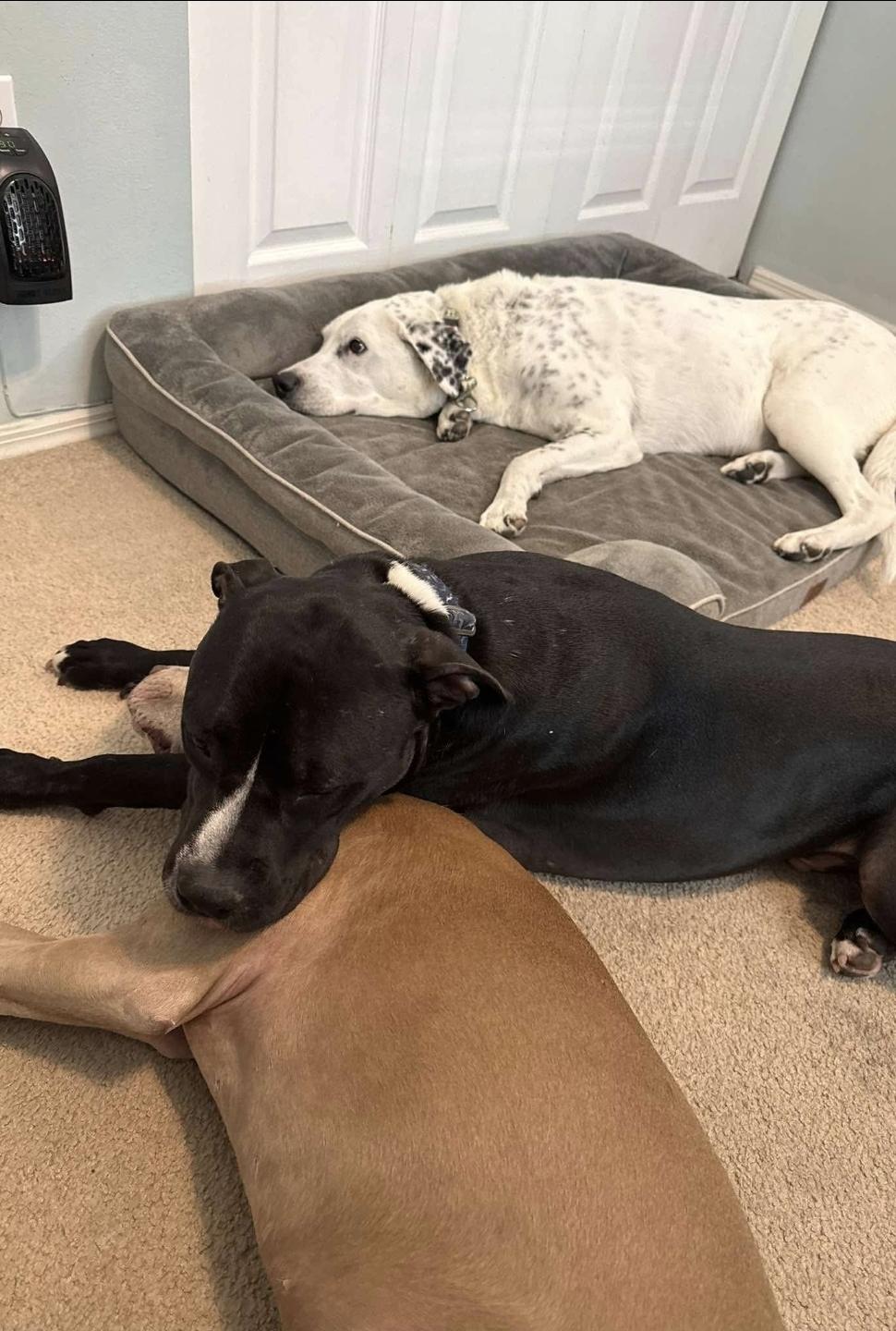 Enlarge Turbo, a Adoptable mixed breed in Melbourne , FL image 3/5