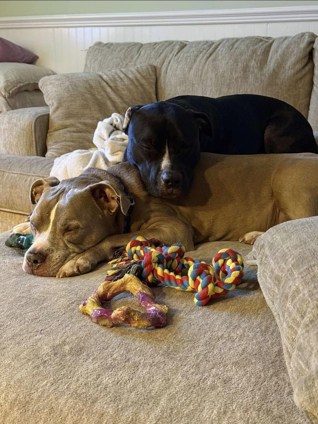 Enlarge Turbo, a Adoptable mixed breed in Melbourne , FL image 4/5