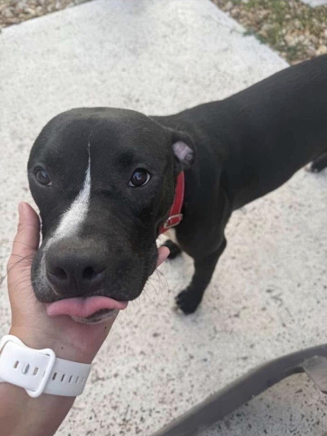 Enlarge Turbo, a Adoptable mixed breed in Melbourne , FL image 2/5