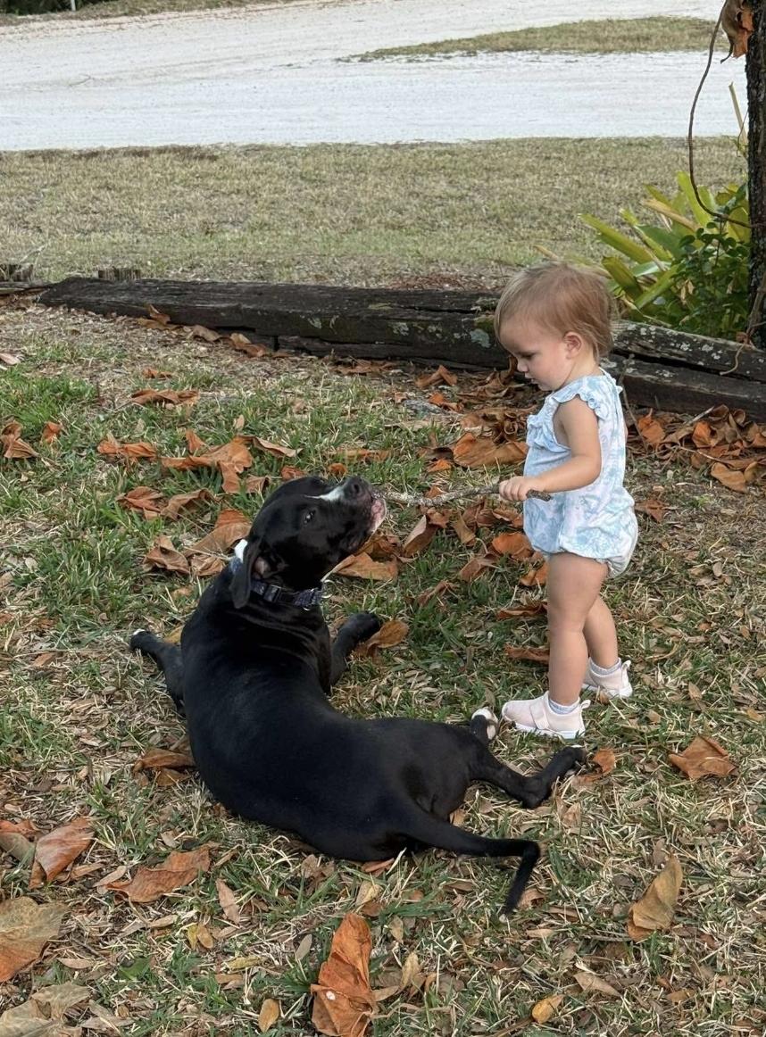 Enlarge Turbo, a Adoptable mixed breed in Melbourne , FL image 5/5