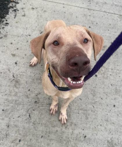 Enlarge Kirby - in a foster home, a Adoptable mixed breed in Akron, OH image 1/6
