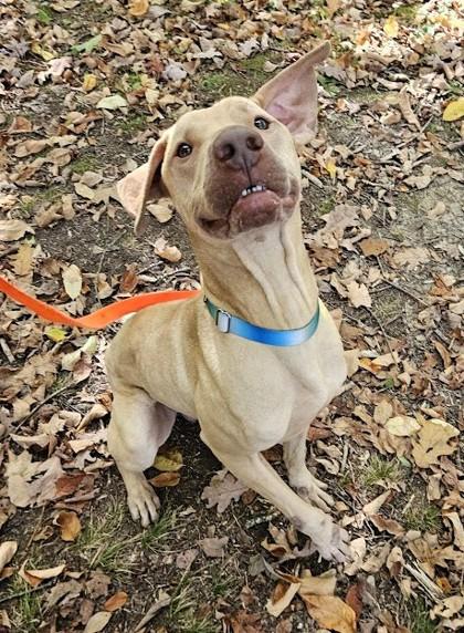 Enlarge Kirby - in a foster home, a Adoptable mixed breed in Akron, OH image 3/6