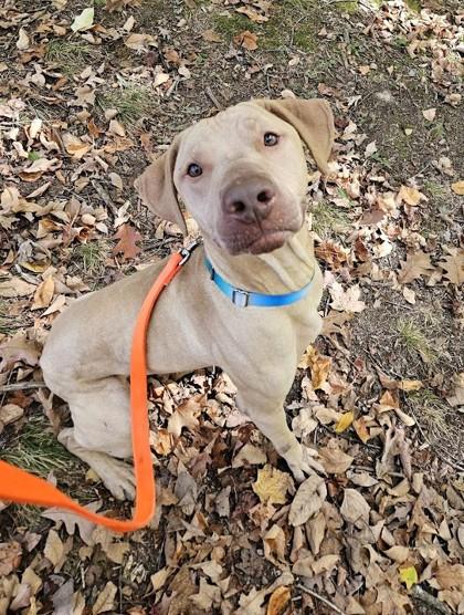 Enlarge Kirby - in a foster home, a Adoptable mixed breed in Akron, OH image 6/6