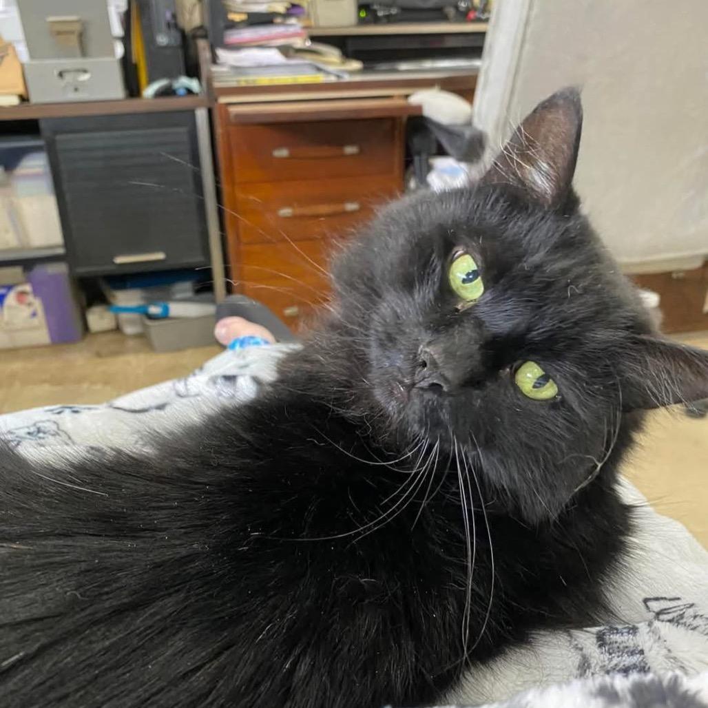 Jett — thumbnail 2