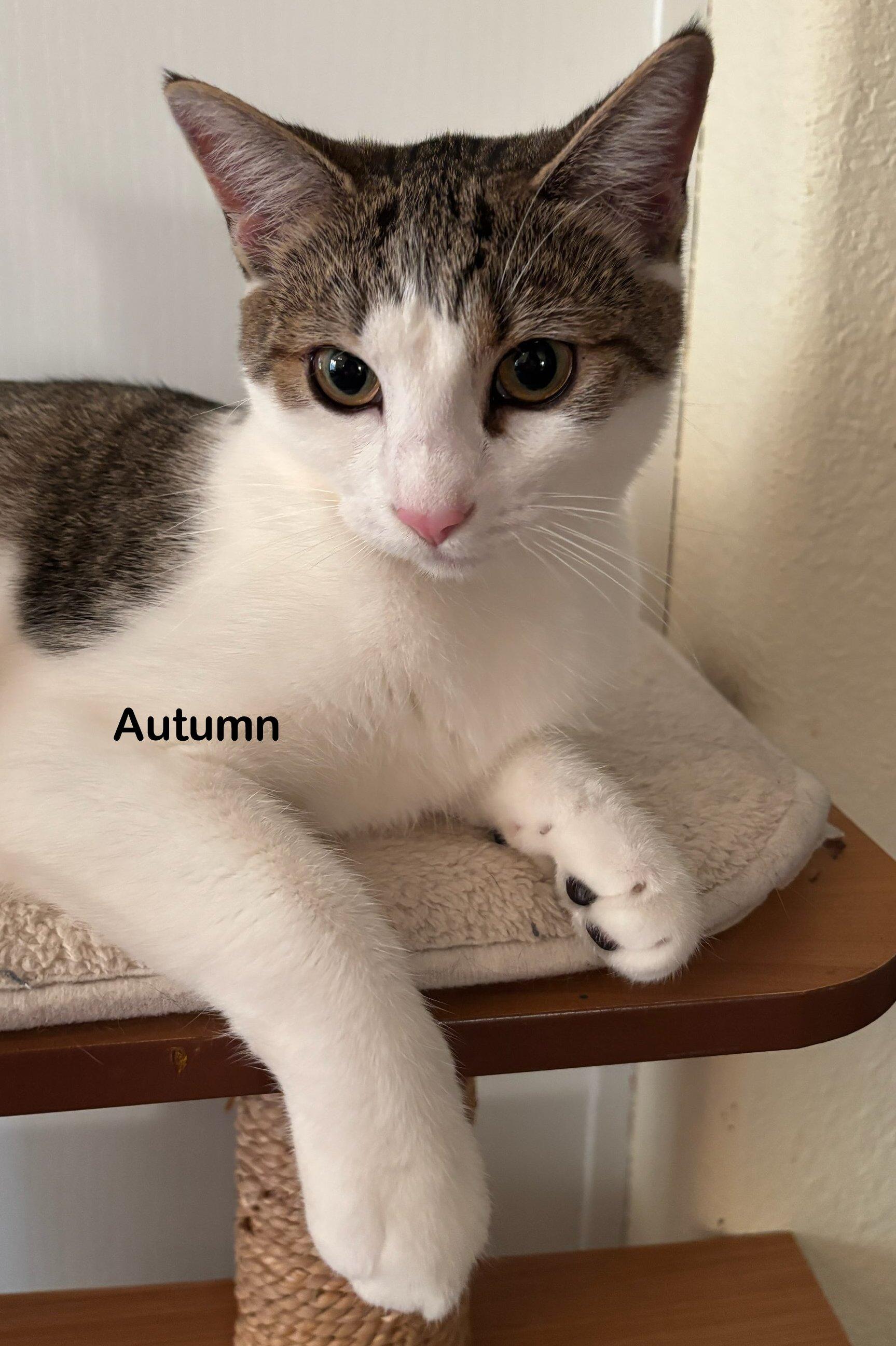 Autumn, Adoptable, Young Female Tabby & Domestic Short Hair.