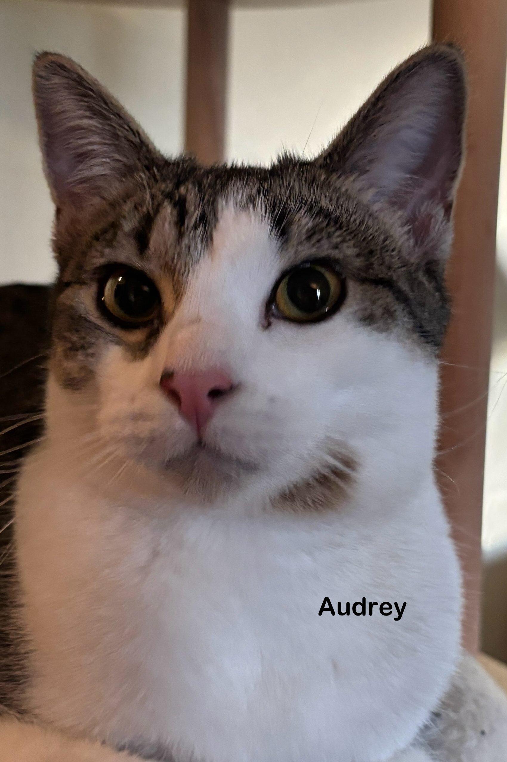 Enlarge Autumn, a Adoptable mixed breed in Portland, OR image 2/3