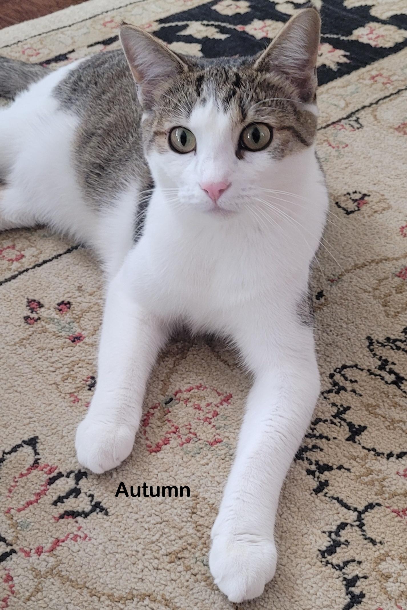 Enlarge Autumn, a Adoptable mixed breed in Portland, OR image 1/4