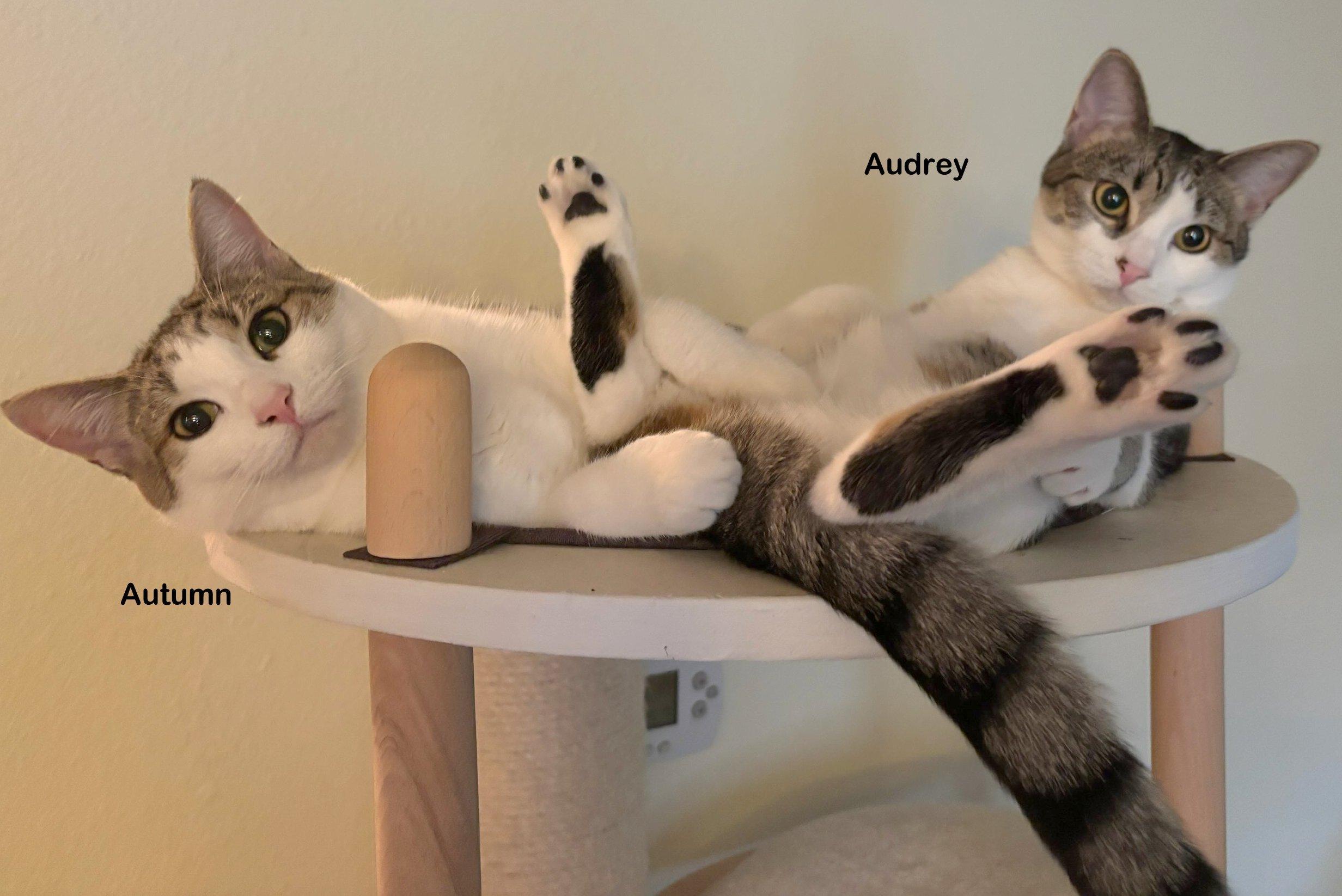 Enlarge Autumn, a Adoptable mixed breed in Portland, OR image 3/3