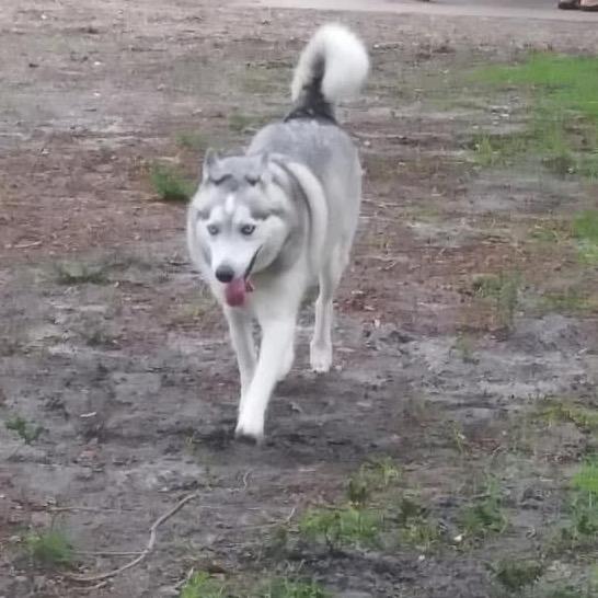 Neiva, Adoptable, Senior Female Husky.