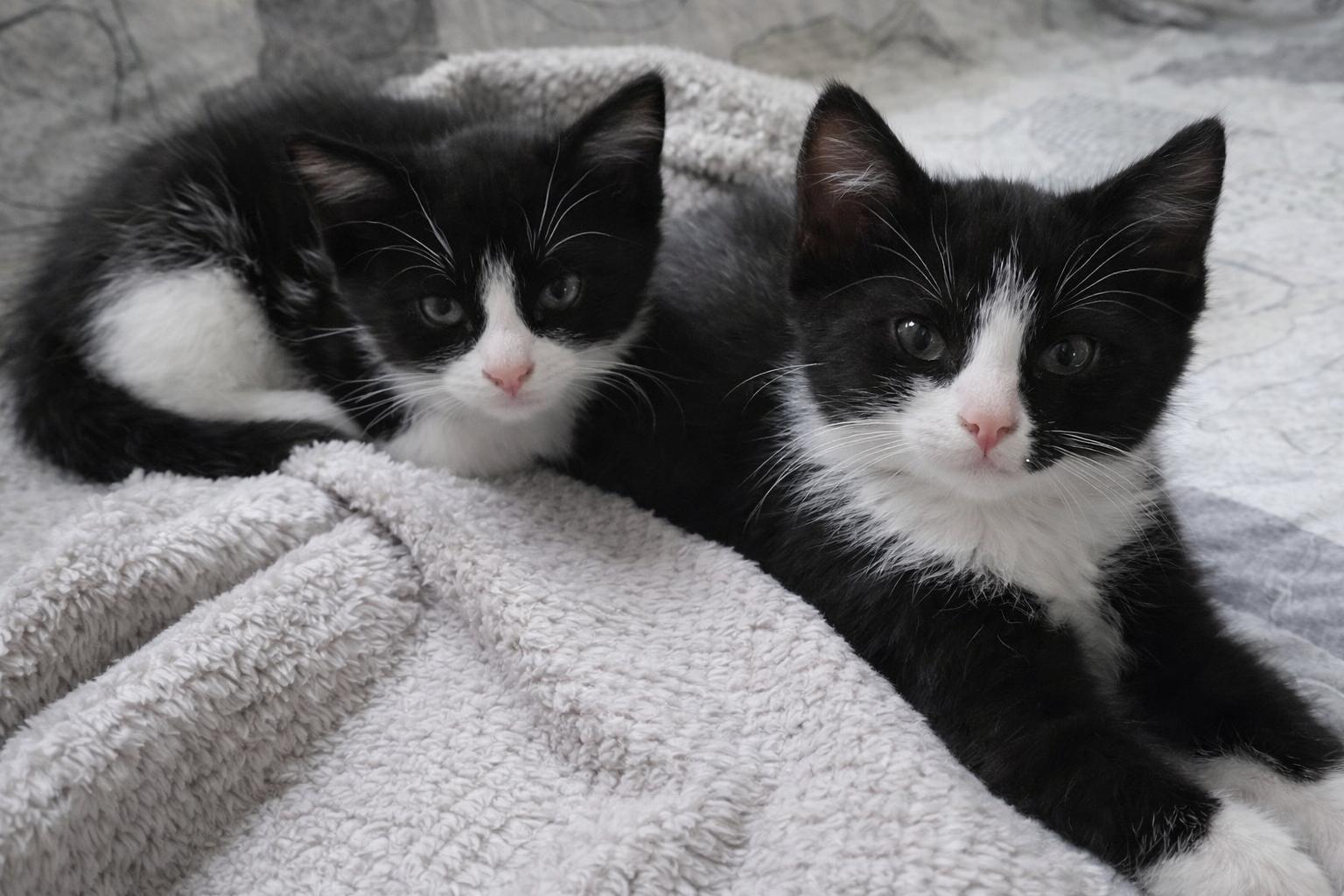 Enlarge Tuxie and Trixie (Bonded Pair), an adopted Domestic Short Hair in Eden Prairie, MN image 1/5