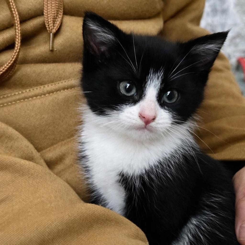 Enlarge Tuxie and Trixie (Bonded Pair), an adopted Domestic Short Hair in Eden Prairie, MN image 5/5