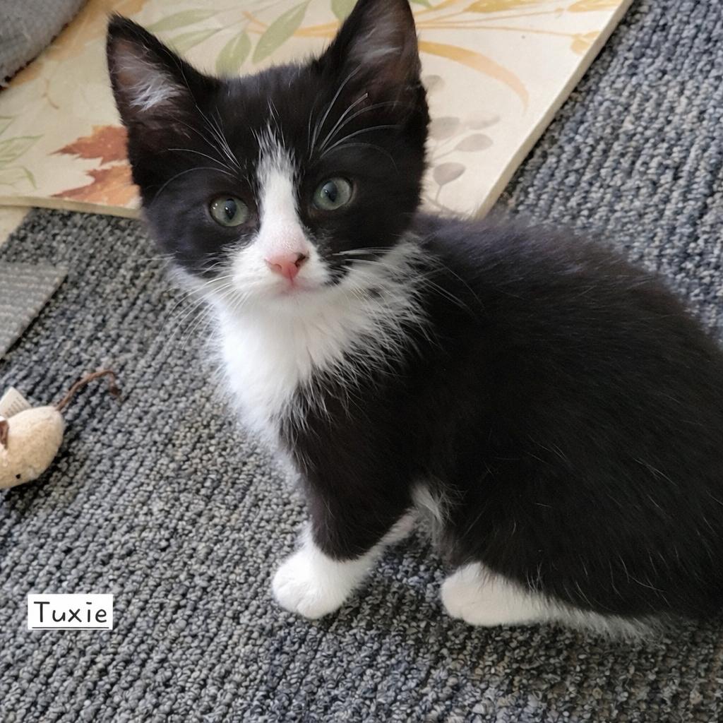 Enlarge Tuxie and Trixie (Bonded Pair), an adopted Domestic Short Hair in Eden Prairie, MN image 4/5
