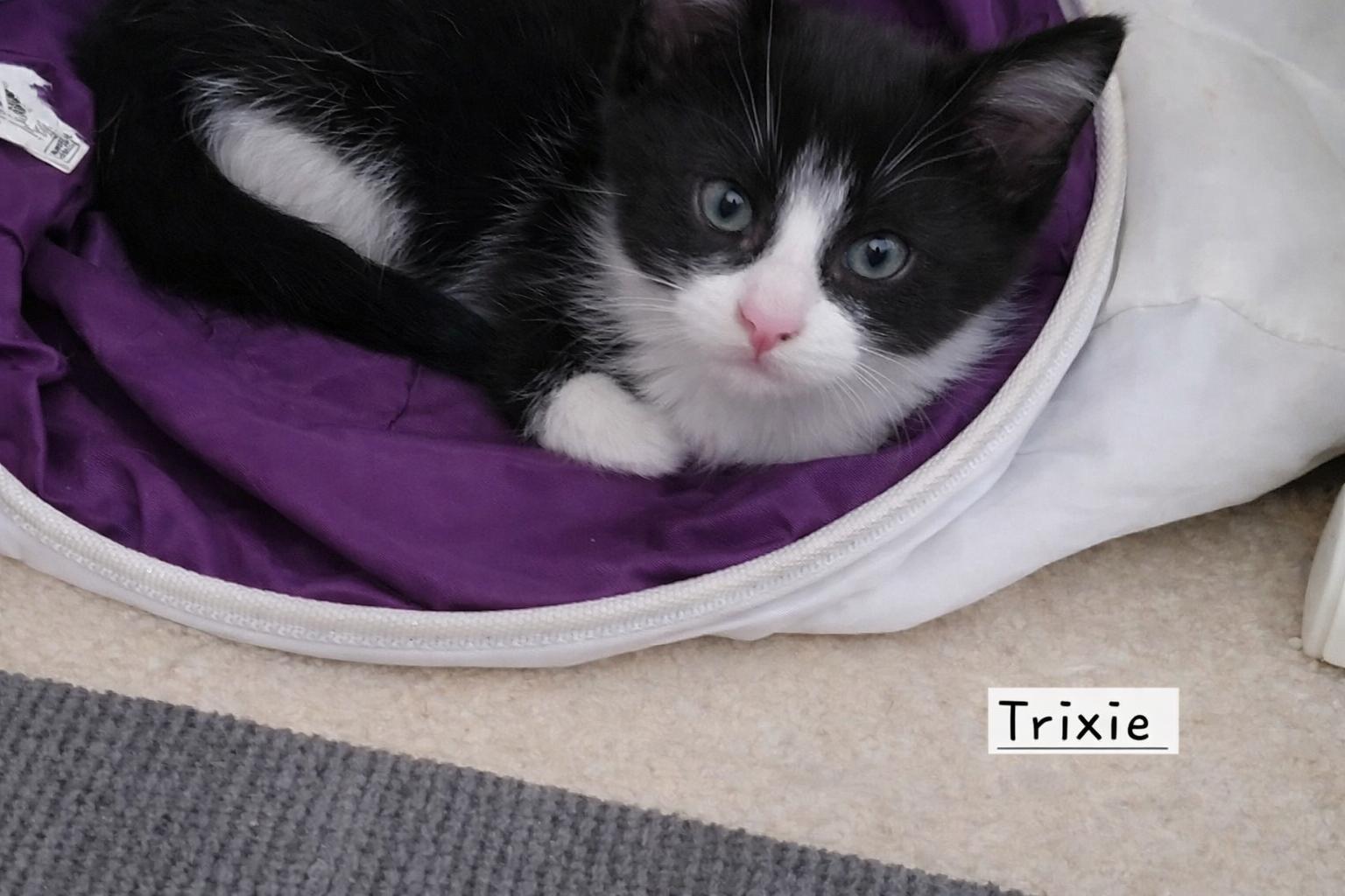 Enlarge Tuxie and Trixie (Bonded Pair), an adopted Domestic Short Hair in Eden Prairie, MN image 3/5
