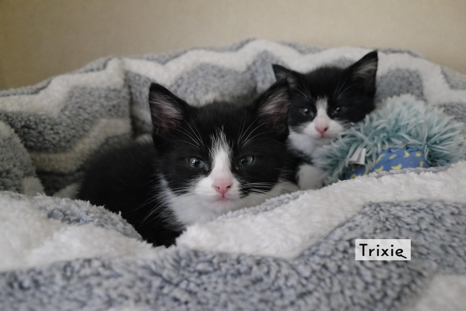 Enlarge Tuxie and Trixie (Bonded Pair), an adopted Domestic Short Hair in Eden Prairie, MN image 2/5