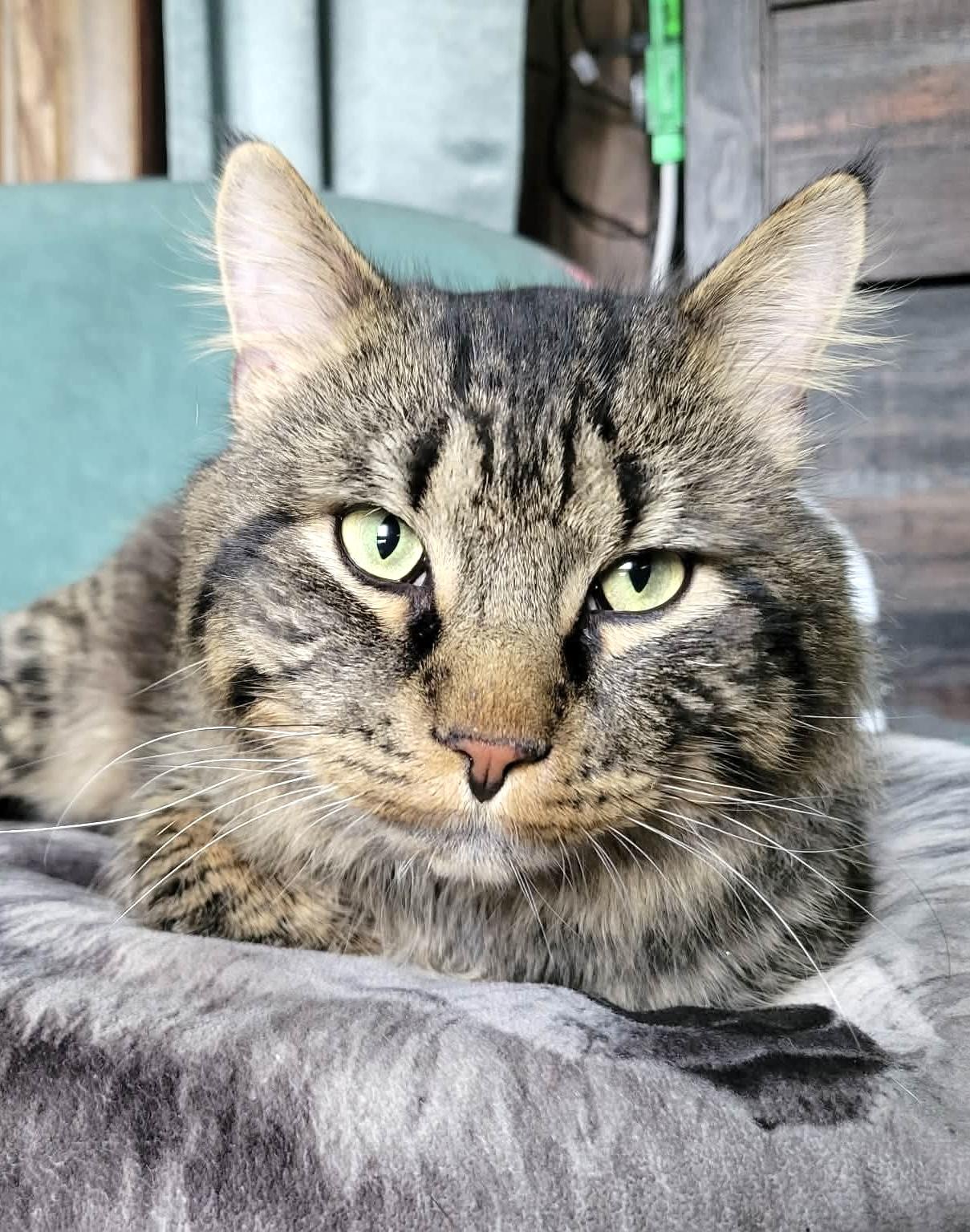 Enlarge Fluffy, an adopted mixed breed in Belvidere, IL image 1/1