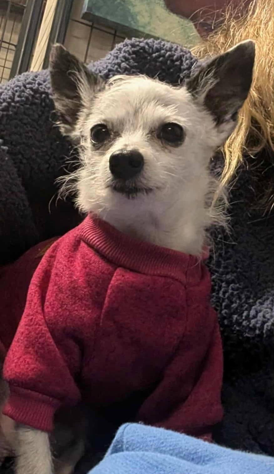 Enlarge Max, a Adopted Chihuahua in Clay, NY image 1/4