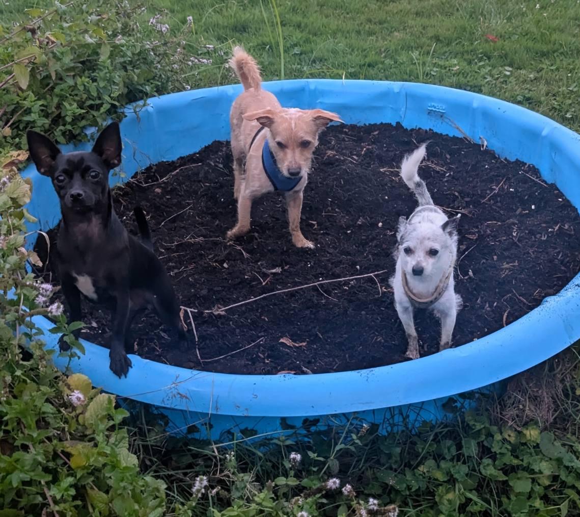 Enlarge Max, a Adopted Chihuahua in Clay, NY image 2/4