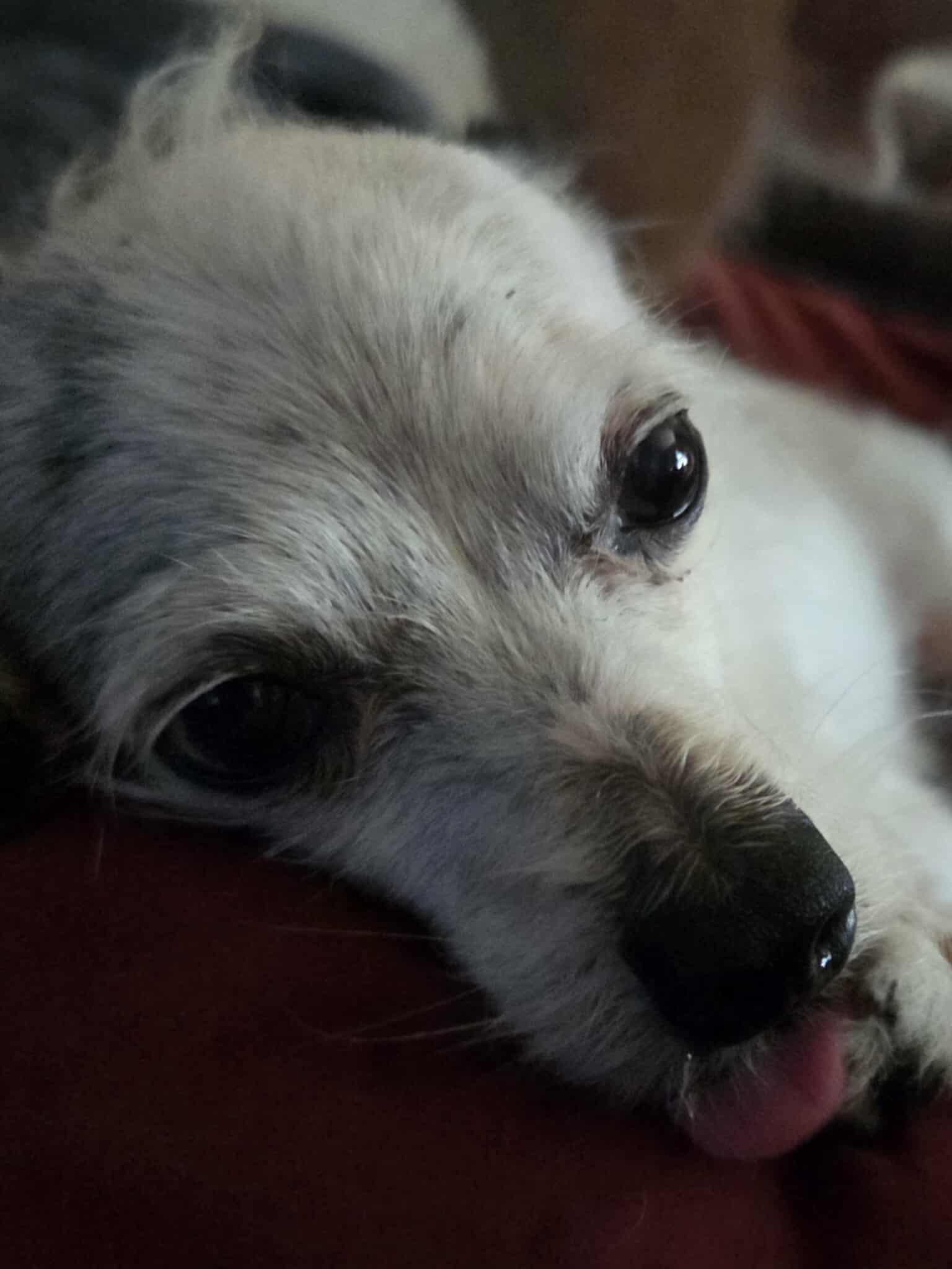 Enlarge Max, a Adopted Chihuahua in Clay, NY image 3/4