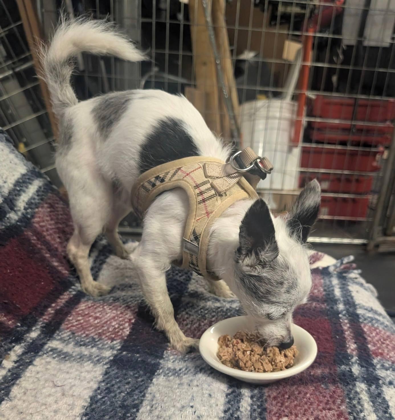 Enlarge Max, a Adopted Chihuahua in Clay, NY image 4/4