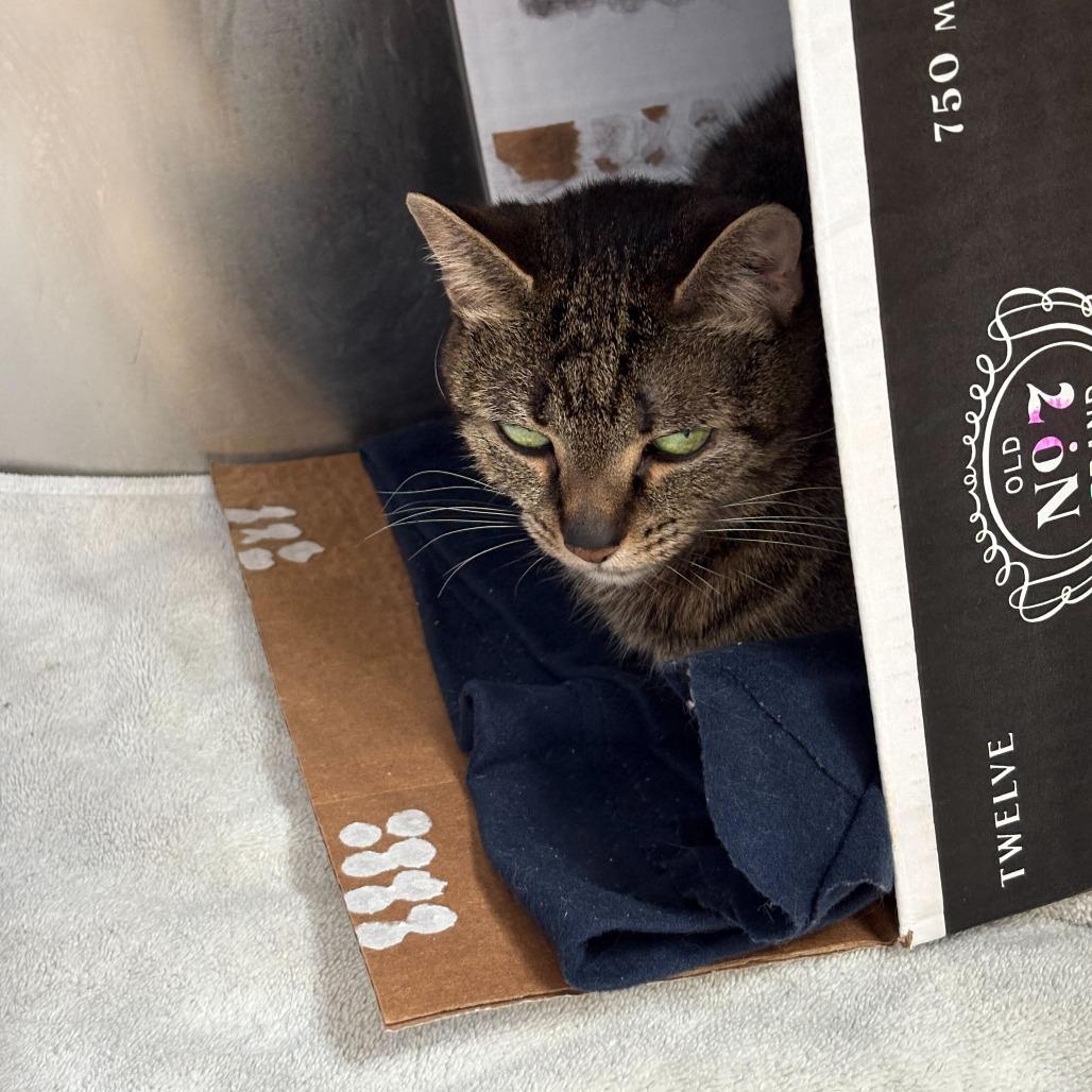 Enlarge Mazey, a Adoptable Domestic Short Hair in Dover, NH image 2/6