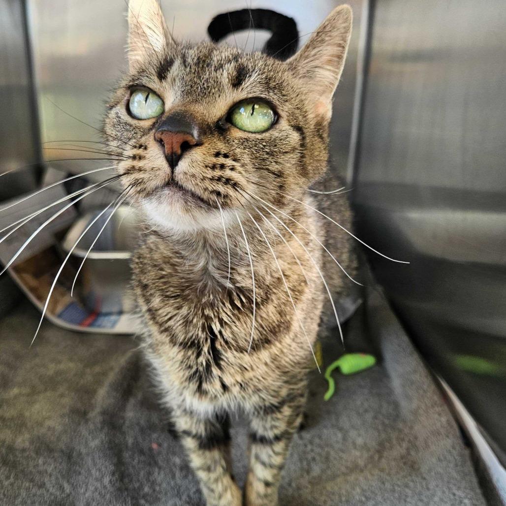 Enlarge Mazey, a Adoptable Domestic Short Hair in Dover, NH image 3/6