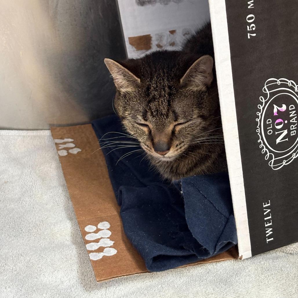 Enlarge Mazey, a Adoptable Domestic Short Hair in Dover, NH image 4/6