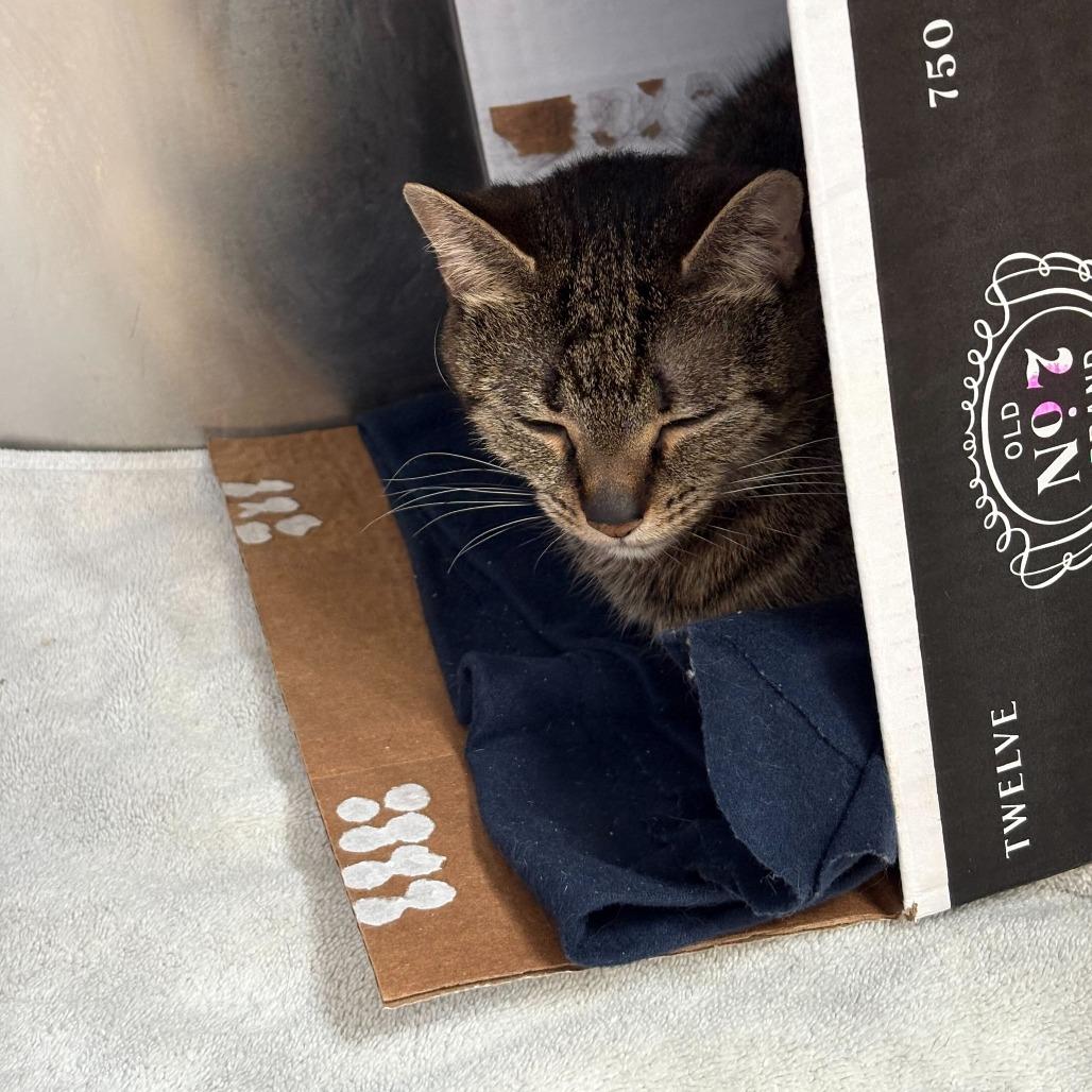 Enlarge Mazey, a Adoptable Domestic Short Hair in Dover, NH image 5/6