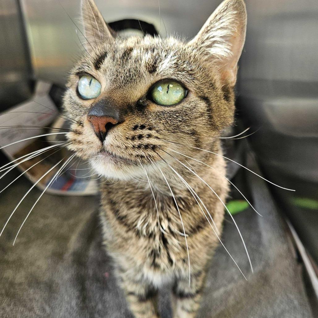 Enlarge Mazey, a Adoptable Domestic Short Hair in Dover, NH image 6/6