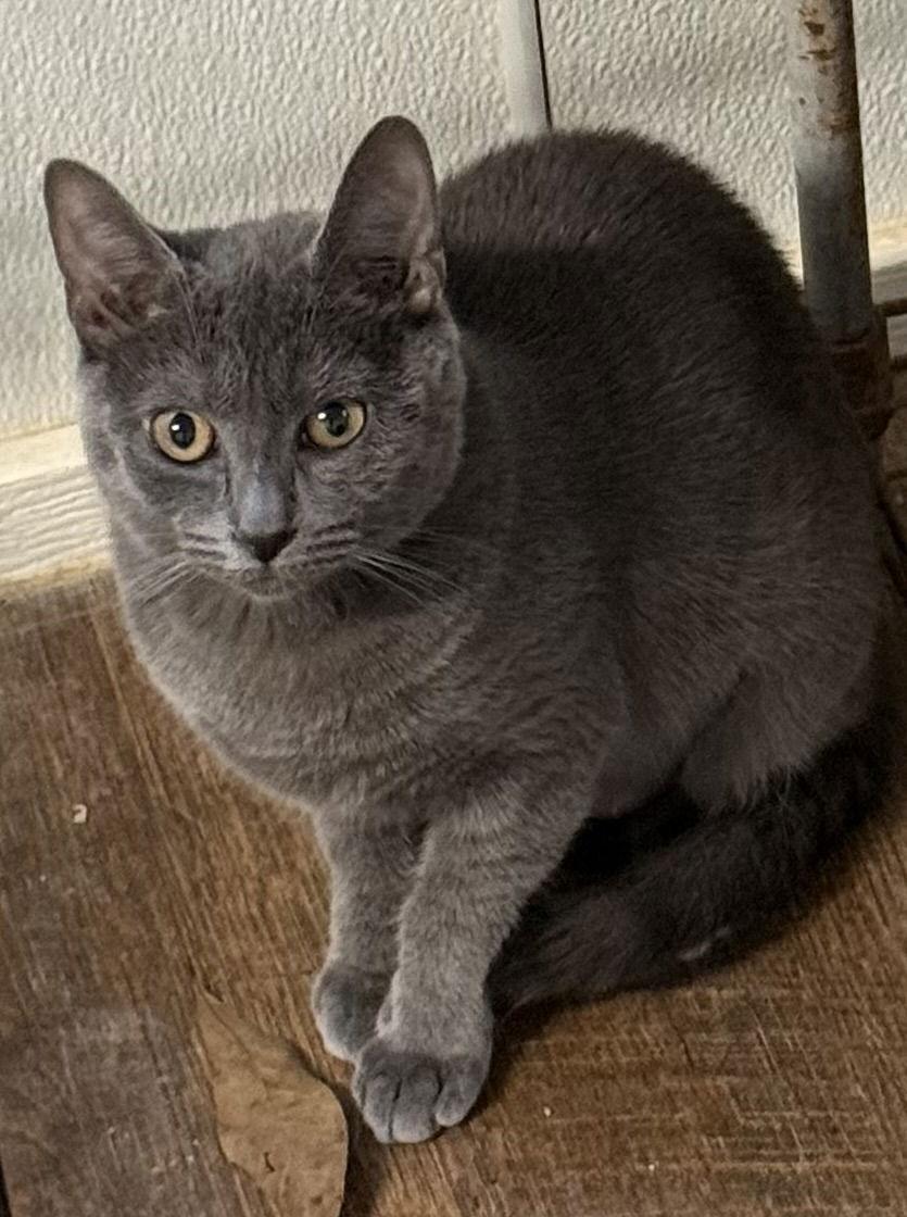 Stormi, Adopted, Young Female Russian Blue.
