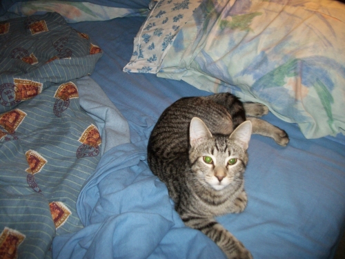 Jordan, an adopted Tabby Mix in Henderson, KY_image-1