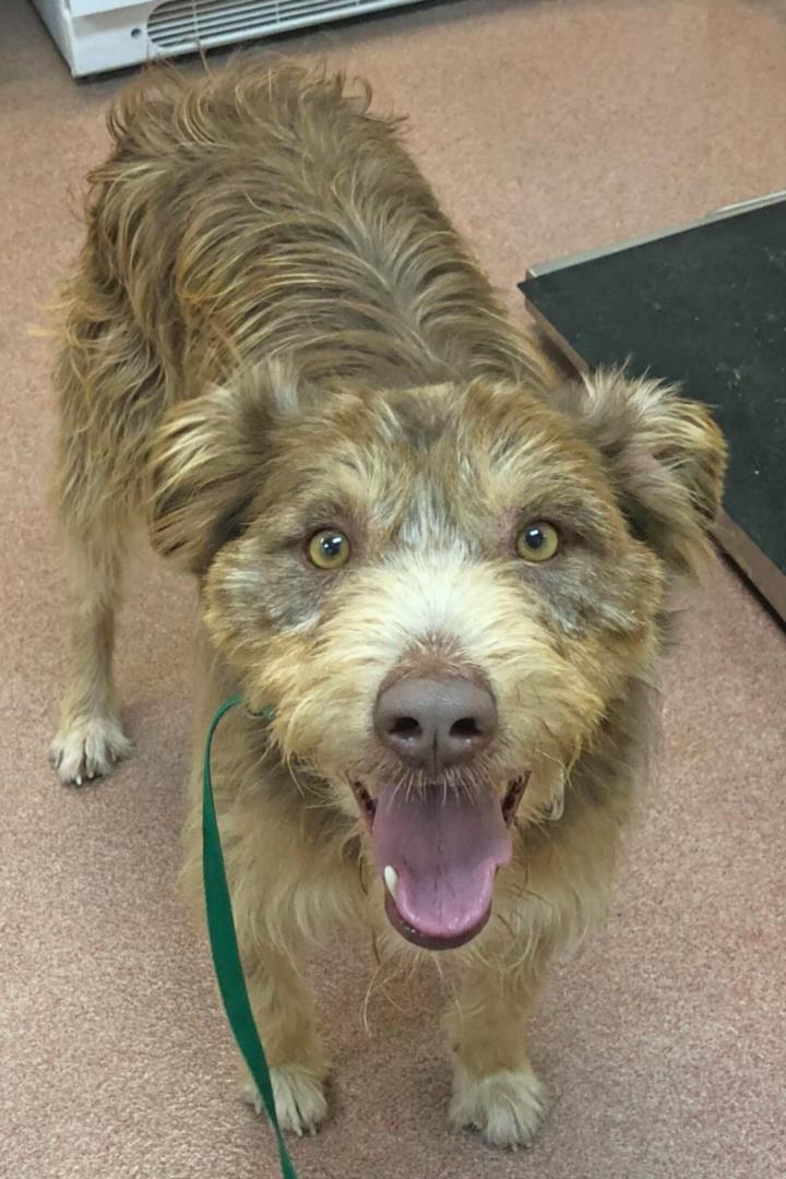 Enlarge BJORN, a Adoptable German Wirehaired Pointer in Ogden, UT image 1/1