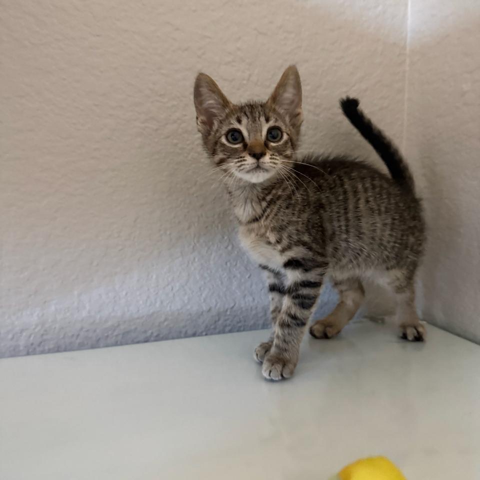 Enlarge Oreo, a Adoptable mixed breed in San Diego, CA image 2/5