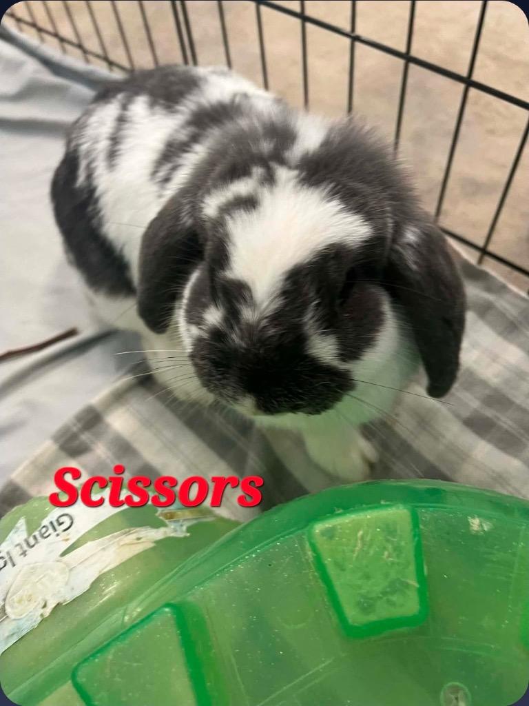 Enlarge Scissors, a Adoptable English Lop in Pottsville, PA image 1/1