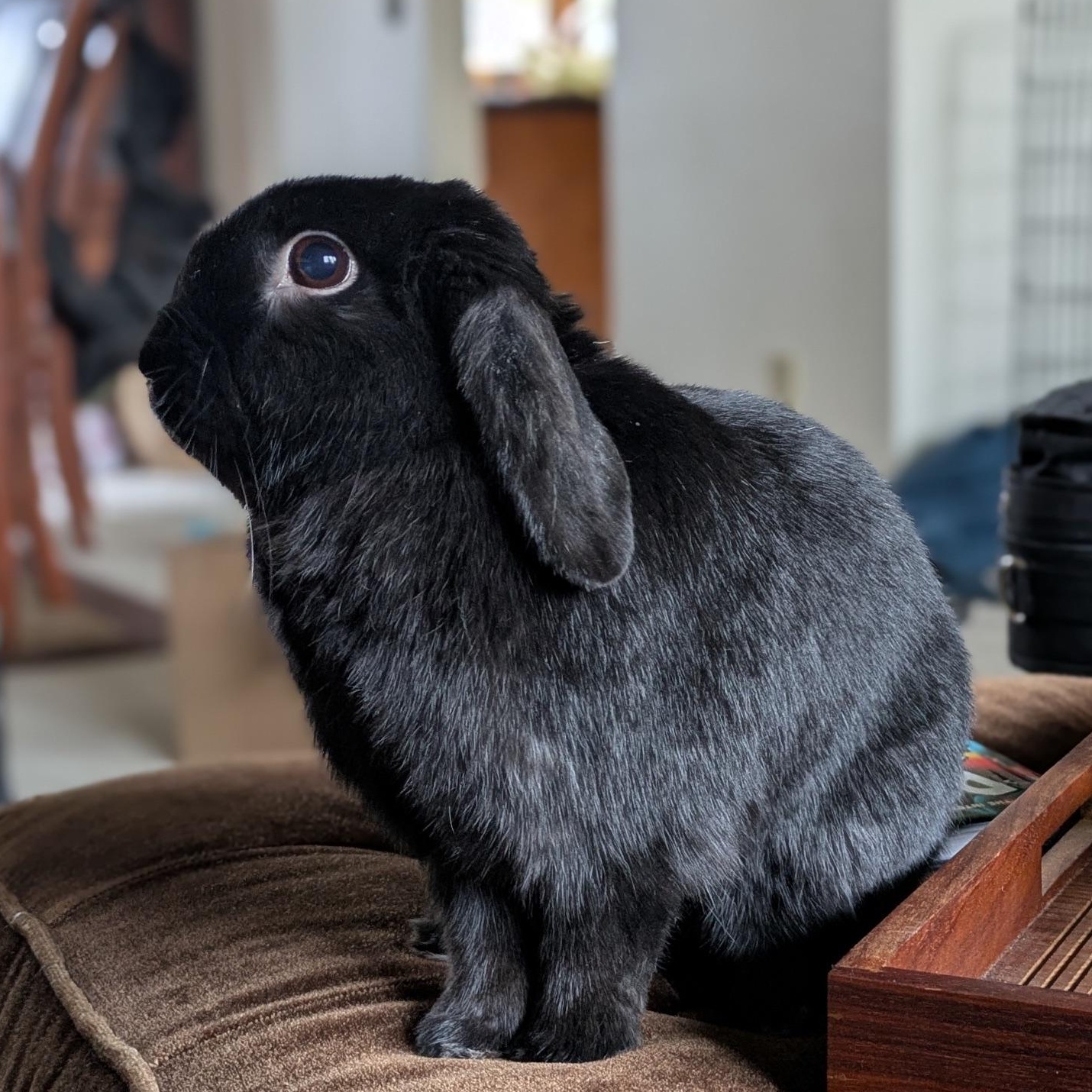 Floppa, a Adoptable Mini Lop in Edina, MN image 5/5