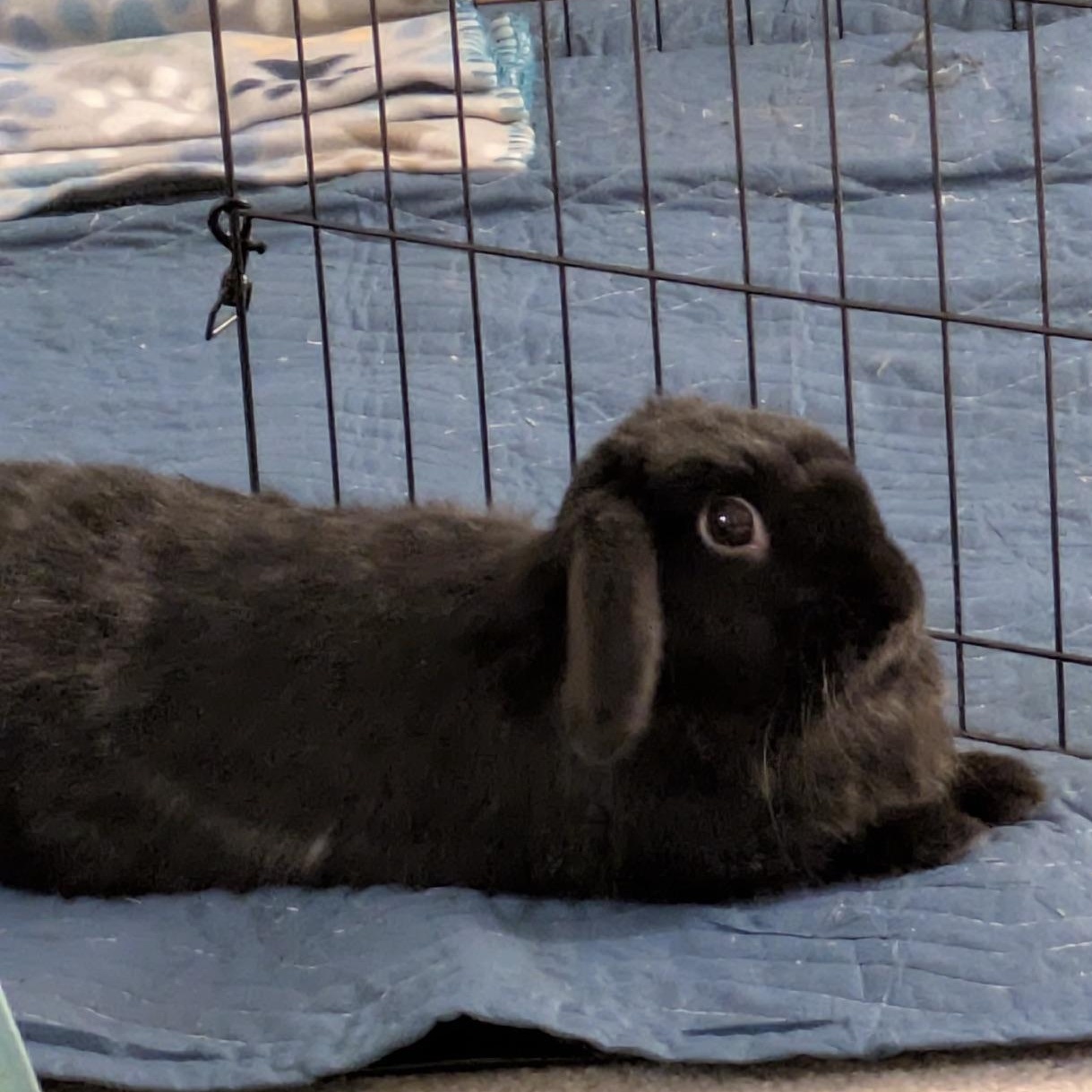 Floppa, a Adoptable Mini Lop in Edina, MN image 3/5