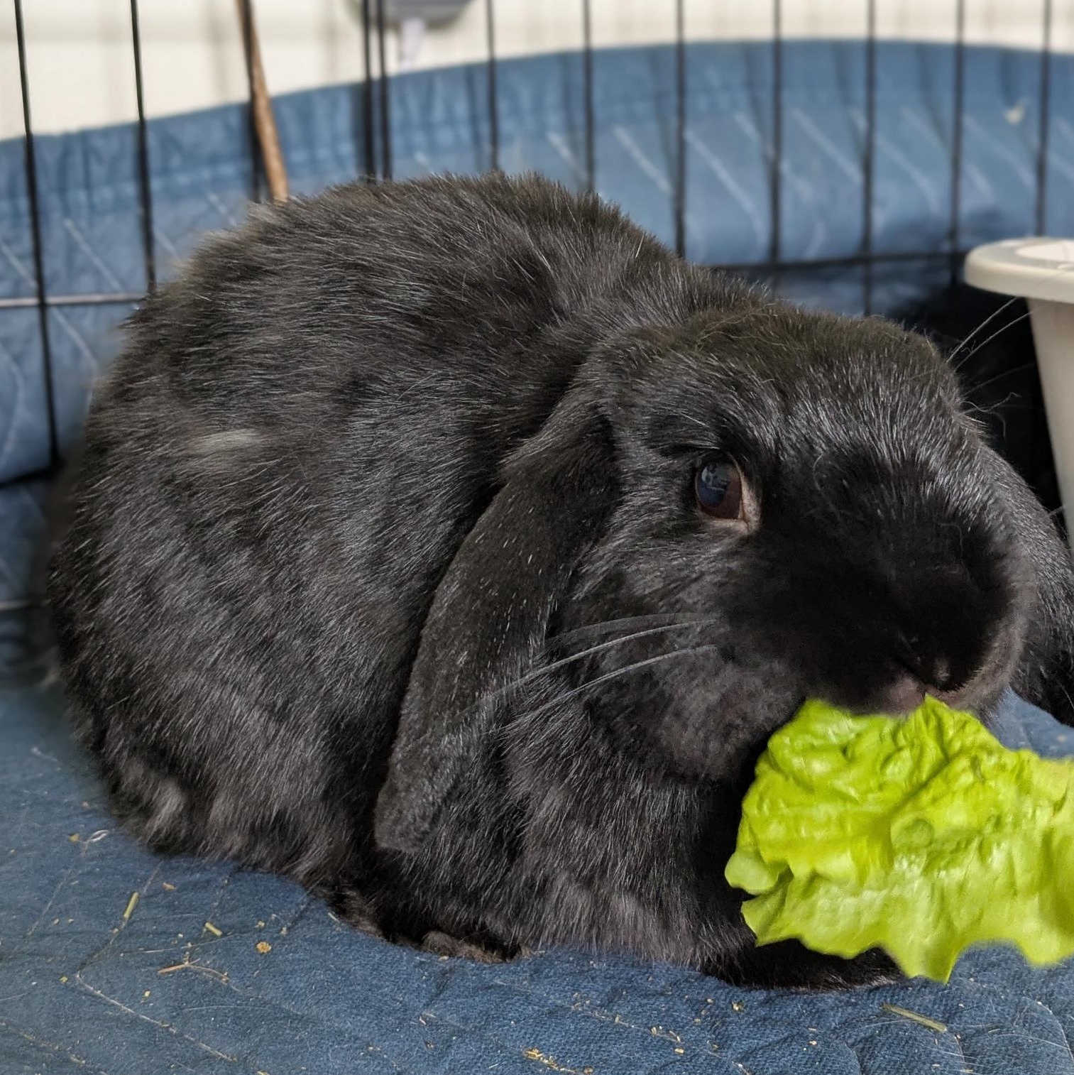 Floppa, a Adoptable Mini Lop in Edina, MN image 4/5