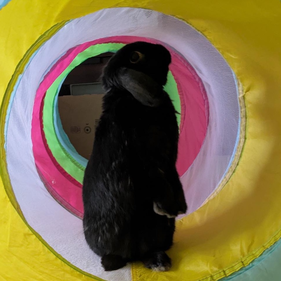 Floppa, a Adoptable Mini Lop in Edina, MN image 2/5