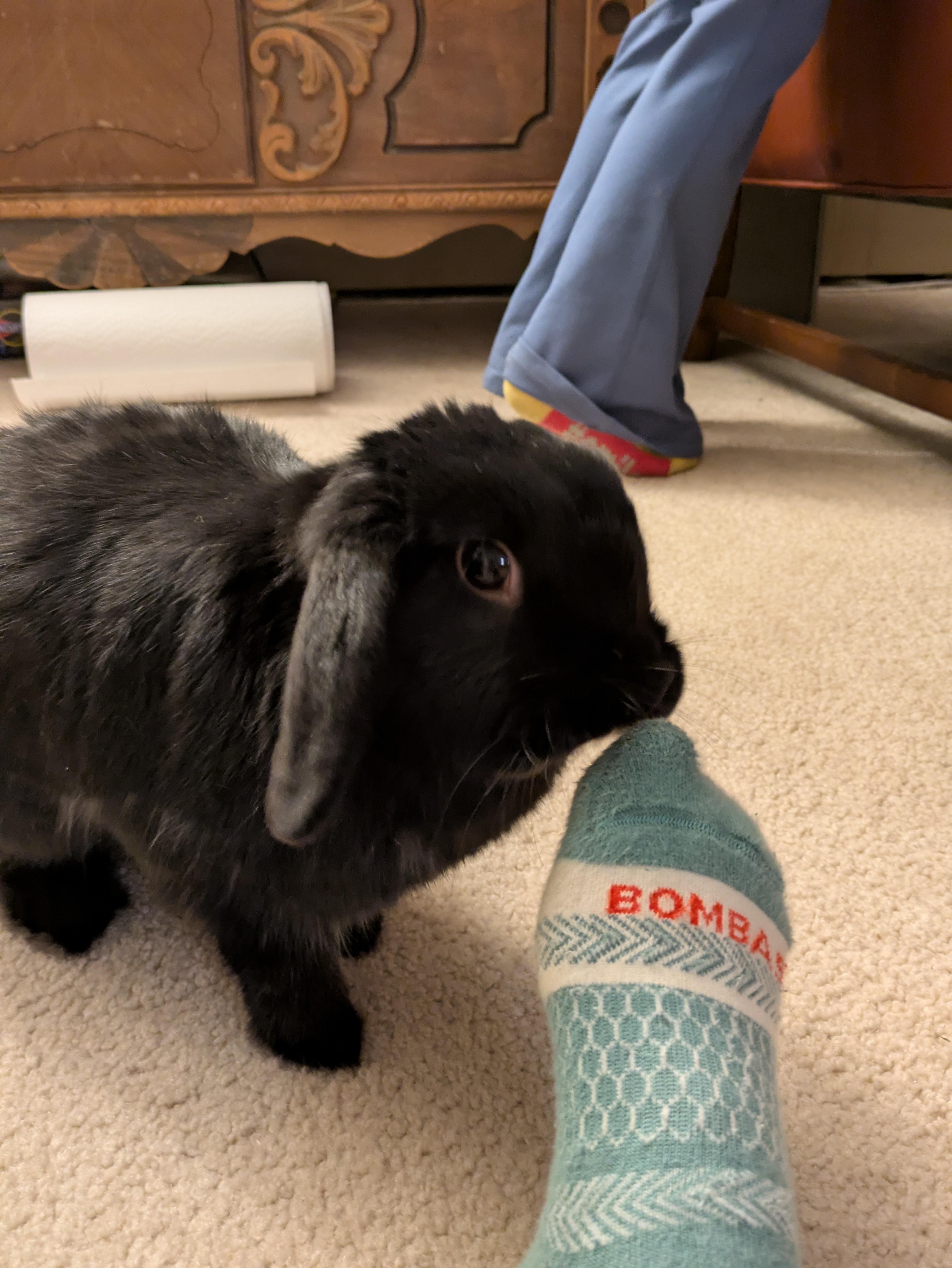 Floppa, Adoptable, Adult Male Mini Lop.